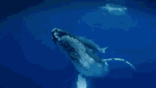 Whale Whale Sharks GIF - Whale Whale Sharks GIFs