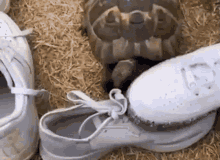a turtle is laying on a pair of white shoes