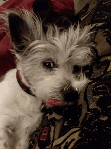 Too Pooped To Party GIF
