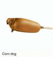 a dachshund that looks like a corn dog with a tail