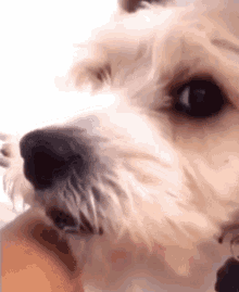 Dog Licking Funny Stare GIF