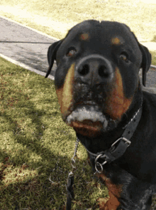 Rottweiler Sniff GIF - Rottweiler Sniff Smell GIFs