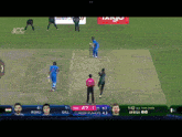 Shaheen Shah Wicket Wicket Taker GIF