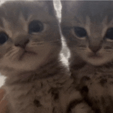 two kittens are looking at the camera with a blurred background