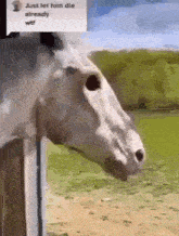 a white horse standing in a field with a sign that says just let him die already
