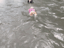 Dogs Corgi Swimming GIF - Dogs Corgi Swimming Lambo GIFs
