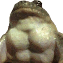 frog muscle