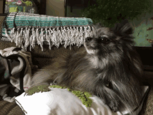 Pomeranian Dog GIF - Pomeranian Dog GIFs