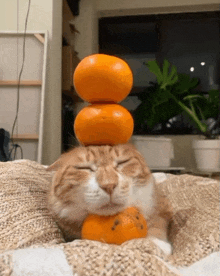 a cat with a stack of oranges on top of it