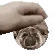a close up of a person 's hand holding a cd .