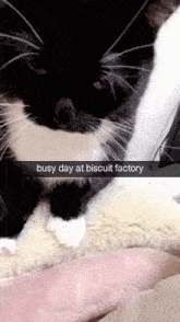 Busy Day Biscuit Factory GIF - Busy Day Biscuit Factory Cat GIFs