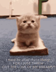 I Just Threw Out The Love Of My Dreams Cat GIF - I Just Threw Out The Love Of My Dreams Cat Bread Cat GIFs