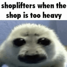 a seal is looking at the camera with the words `` shoplifters when the shop is too heavy '' written on it .