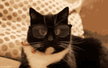 Catmous Catswag GIF - Catmous Catswag Cat GIFs
