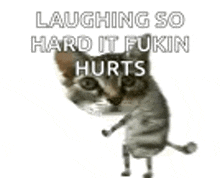 a cat is standing on its hind legs with the words `` laughing so hard it fukin hurts '' written on it .