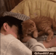 Cat Love GIF - Cat Love Snuggle GIFs