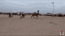 Desert Camel GIF