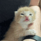 a person is holding a small kitten in their arms and it is looking at the camera .