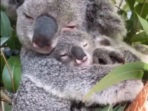 Koala Cute GIF - Koala Cute Animals - Discover & Share GIFs