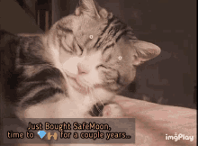 Safemoon Cats Love GIF - Safemoon Cats Love Cats GIFs