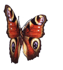 3d butterfly red butterfly 3d gifs artist peacock butterfly butterfly animation