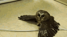 bird owl baby chill