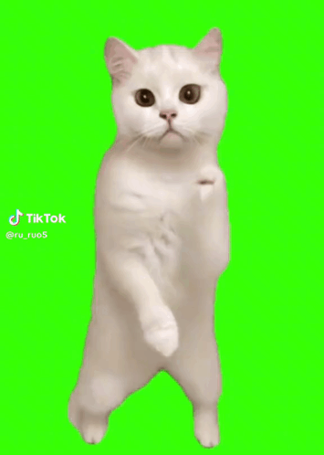 にゃにゃにゃ 猫ミーム GIF - にゃにゃにゃ 猫ミーム 猫ミーム にゃにゃにゃ 猫ミーム GIF - にゃにゃにゃ 猫ミーム 猫ミーム