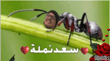 Saad Ant GIF