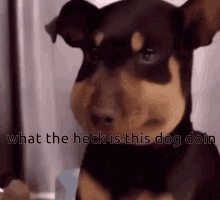 What The Heck Dog GIF - What The Heck Dog What Dog D GIFs