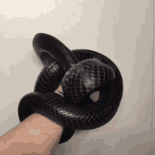 black cobra hand