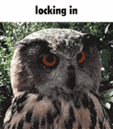 Plinker98 Locking In Owl GIF