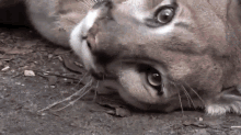 Cougars Are The Largest Cat That Can Purr GIF - Cougar Purring Happykitty GIFs