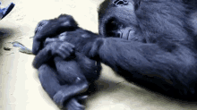 Baby Gorilla Cuddling GIF - Gorilla Baby Cute GIFs
