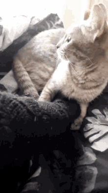 Cat Attack GIF - Cat Attack Clingy GIFs