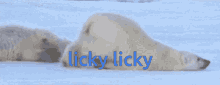 Aw Sooo Good Licky Licky GIF - Aw Sooo Good Licky Licky Polar Bear GIFs