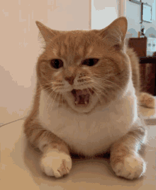 Yawn Yawning GIF - Yawn Yawning Cat GIFs