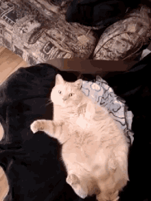 Cat Fat Cat GIF