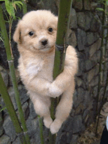 a small puppy is hanging from a bamboo branch .