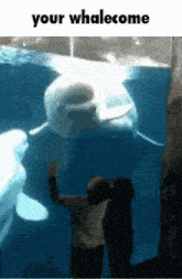 Your Welcome Your Whalecome GIF - Your Welcome Your Whalecome Fish GIFs