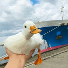 Duck Holding Duck GIF - Duck Holding Duck GIFs