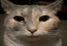 a close up of a cat 's face looking at the camera with a serious look on its face .