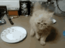 Cat Dance GIF - Cat Dance Cute GIFs