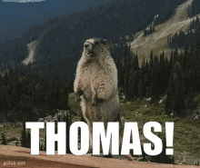 Thomas Marmot GIF - Thomas Marmot Calling Out GIFs