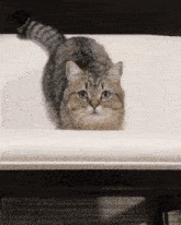 a cat is laying on its back on a white couch