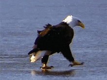 a bald eagle walking on ice with the words kartalcann kardesim written below it