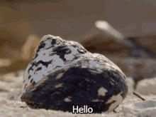 Hermit Crab Hello GIF