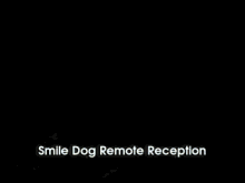 Offering Answering Services And Remote Receptionists In Toronto, Ottawa, Hamilton, Calgary, Etc. GIF - Smile Dog Remote Reception Calling GIFs