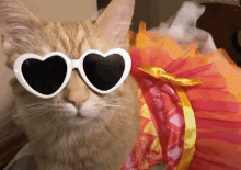 Cat Fashion GIF - Cat Fashion Pet GIFs