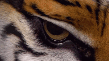 eye tiger