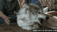 Wolf Notouchy GIF - Wolf Notouchy Angry GIFs